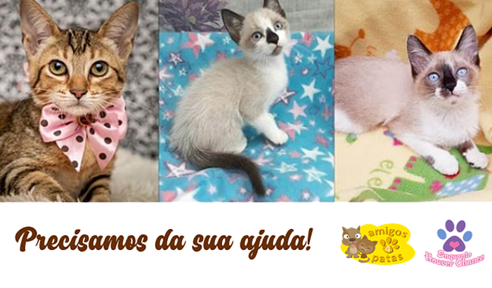 Novo Gatil para os resgatados do Projeto Enquanto Houver Chance