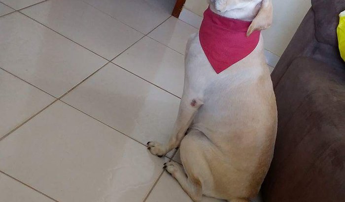 Melzinha