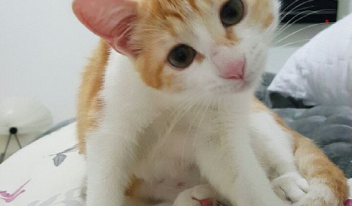 AJUDA COM OS GASTOS DOS RESGATINHOS DO PATAS ♡