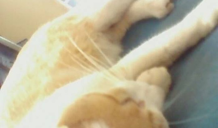 cirurgia do Chorão (gato)