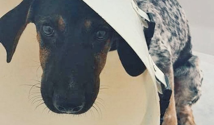Vaquinha para ajudar a pagar a cirurgia do Luke!