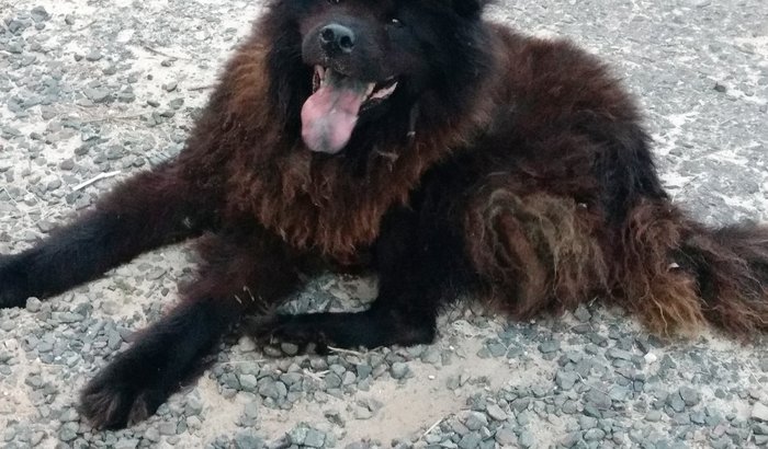 Ajude o Chow-chow