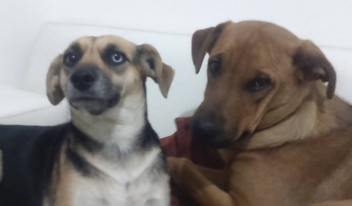TRATAMENTO CINOMOSE PAÇOCA/KIRA