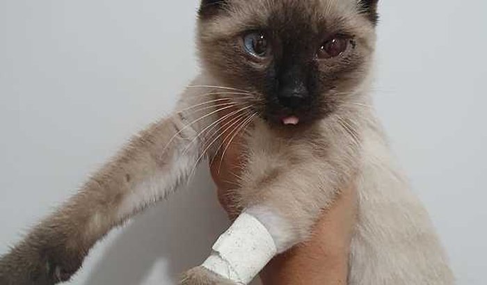 AJUDE A GATINHA QUE CHUTARAM!