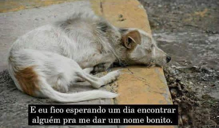 Ração e Castração
