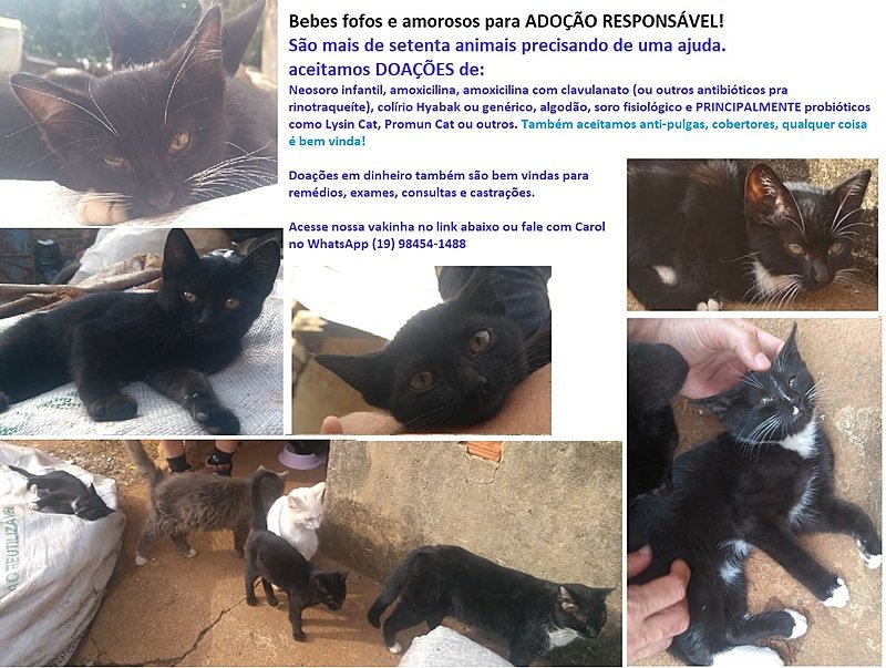 Vamos ajudar os Bebes cats fofuras!