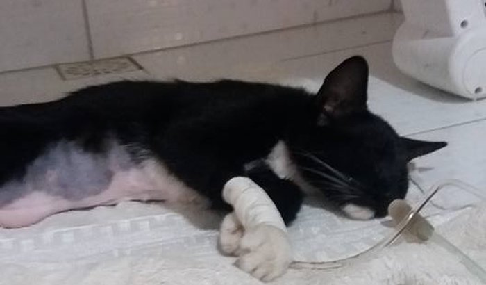 Ajuda urgente p/gatinha de rua acidentada/problema respiratório!