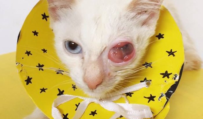 Ajude três gatinhos