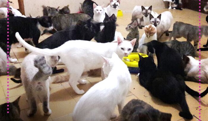 Não existem gatos comuns na Maternité!