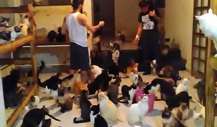 URGENTE! 140 gatos precisam da sua ajuda!