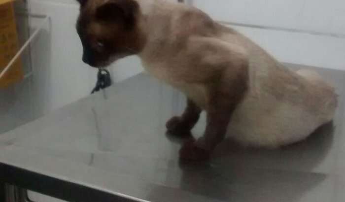Ajuda para a cirurgia do Tom