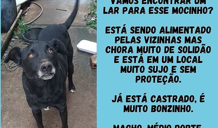 Ajuda para cão abandonado