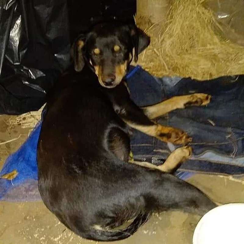 imagem da vaquinha Cachorrinha de rua atropelada