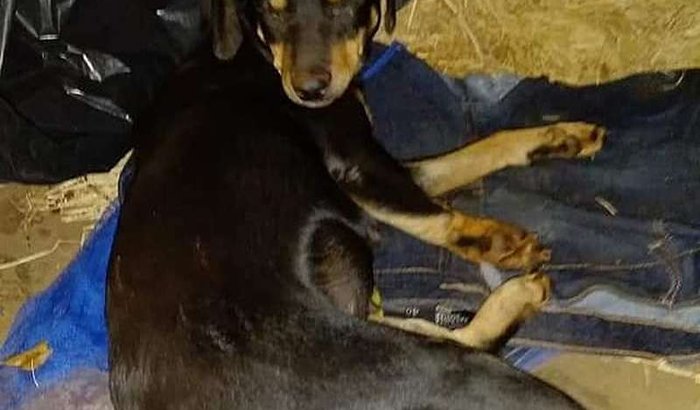 Cachorrinha de rua atropelada