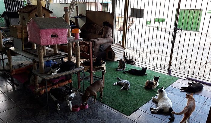 Ajude nosso Orfanato de gatos