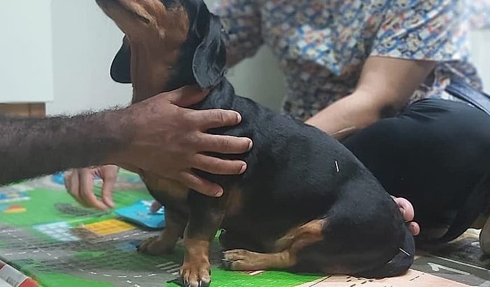 Thor 🐕 - Cirurgia de Coluna (Duas hérnias 😟)