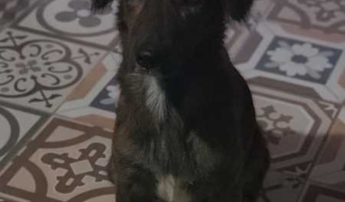 CASTRAÇÃO URGENTE DA TIGRESA