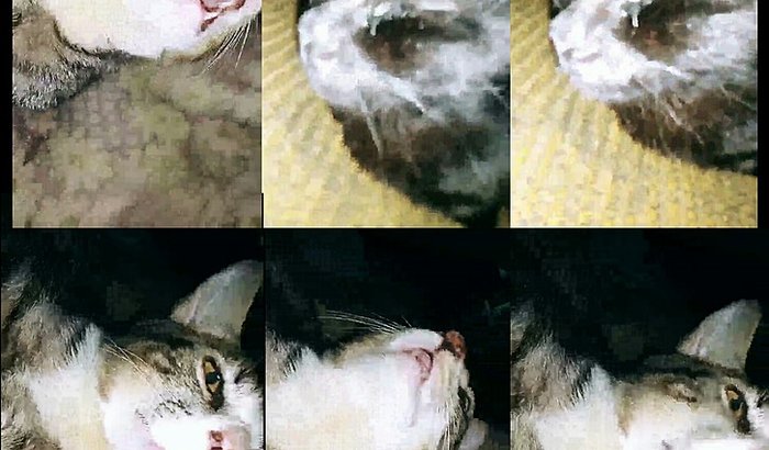 AJUDA EMERGENCIAL PARA 18 GATINHOS!