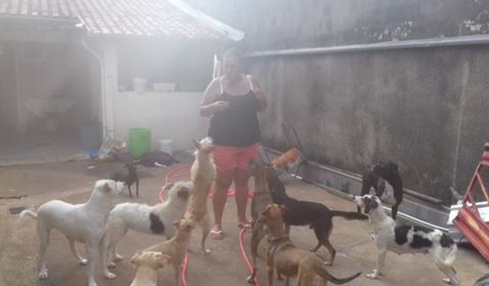 Ajuda a Animais resgatados e de rua 
