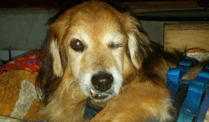 Ajuda para animais em tratamentos de ongs