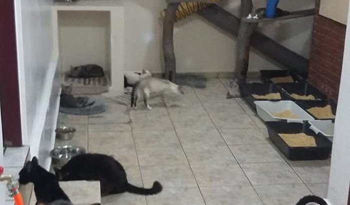 Ação solidária (Ajude os 60 gatos do Fernando)