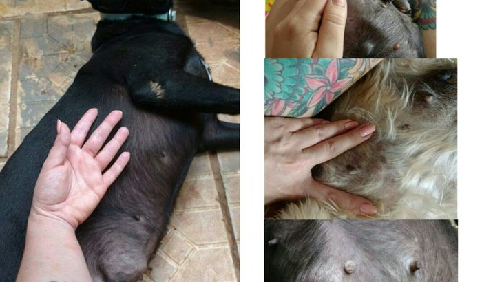 AJUDA MINHAS CADELAS COM CÂNCER