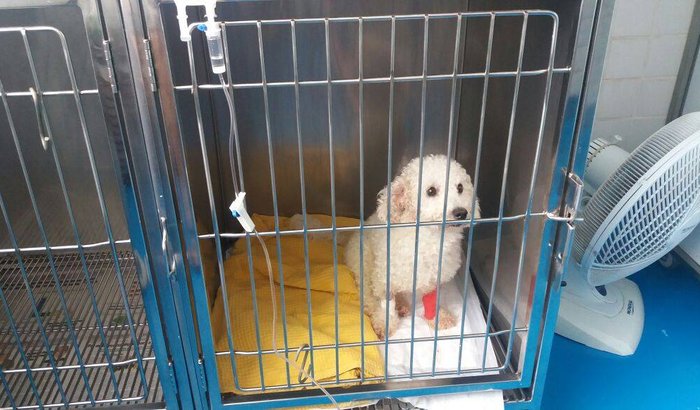 Ajuda no tratamento veterinário do Pipoca