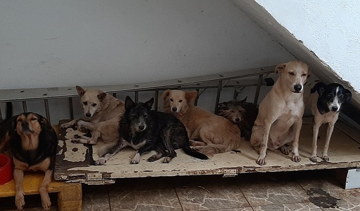 Ajuda Solidária dogs do Lu