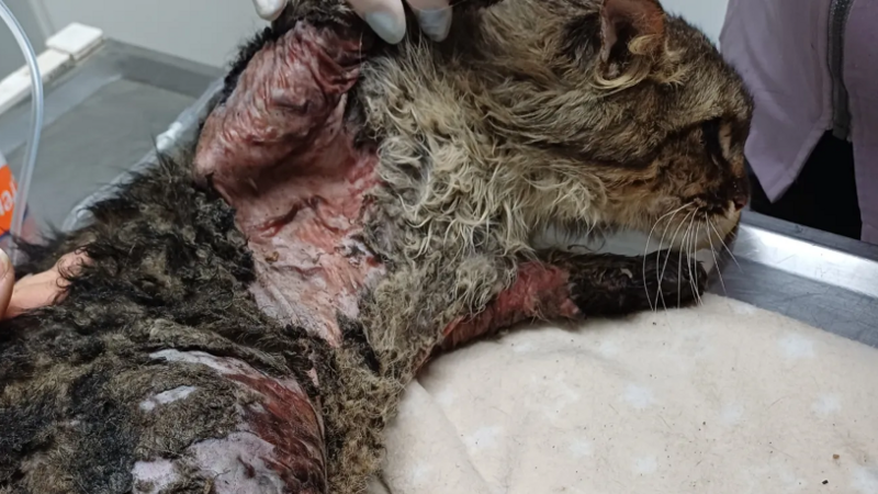 imagem da vaquinha Ajudar os gatinhos do projeto Protetoras de Coração