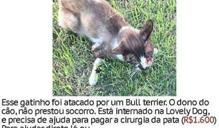 Ajudar o gatinho que precisa de cirurgia