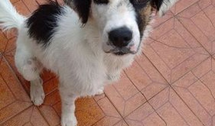 ajudo animais