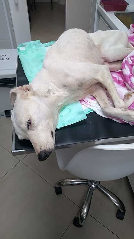 imagem da vaquinha Ajuda para Cherry