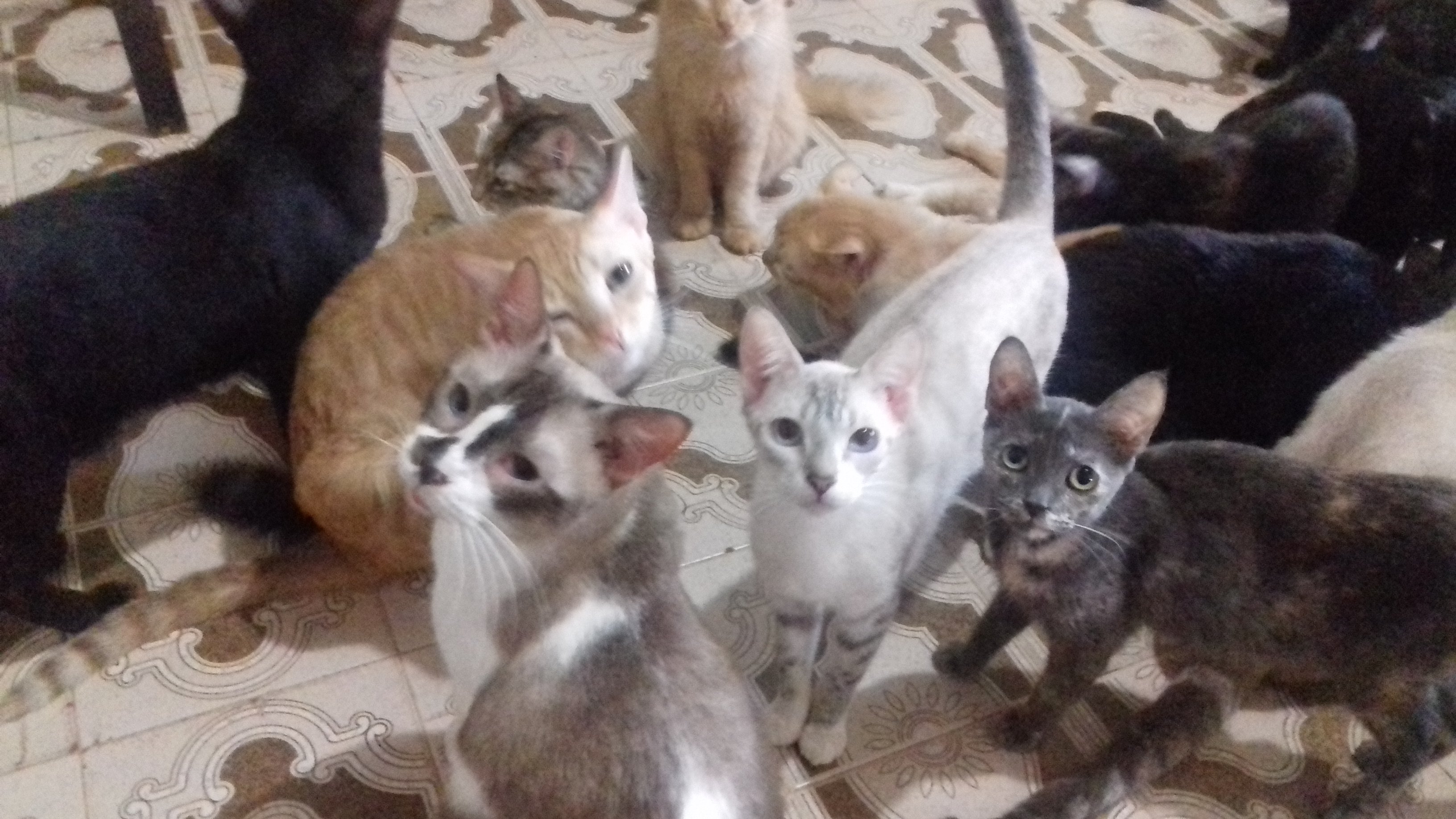 Ajuda para alimentar 75 gatos do abrigo