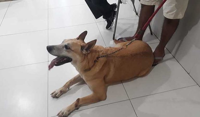 CIRURGIA DO SANSÃO: OSTEOSSARCOMA - AMPUTAÇÃO DA PATINHA