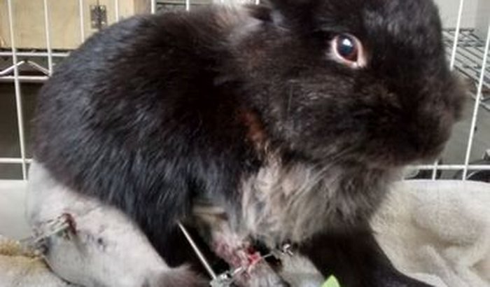 Despesas Veterinárias Coelho Tristão