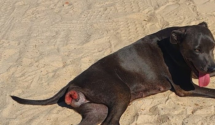 Salve a cachorrinha Oca - urgente! TVT em estágio avançado