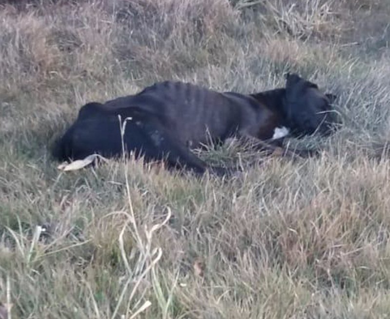 imagem da vaquinha Cirurgia do Soberano
