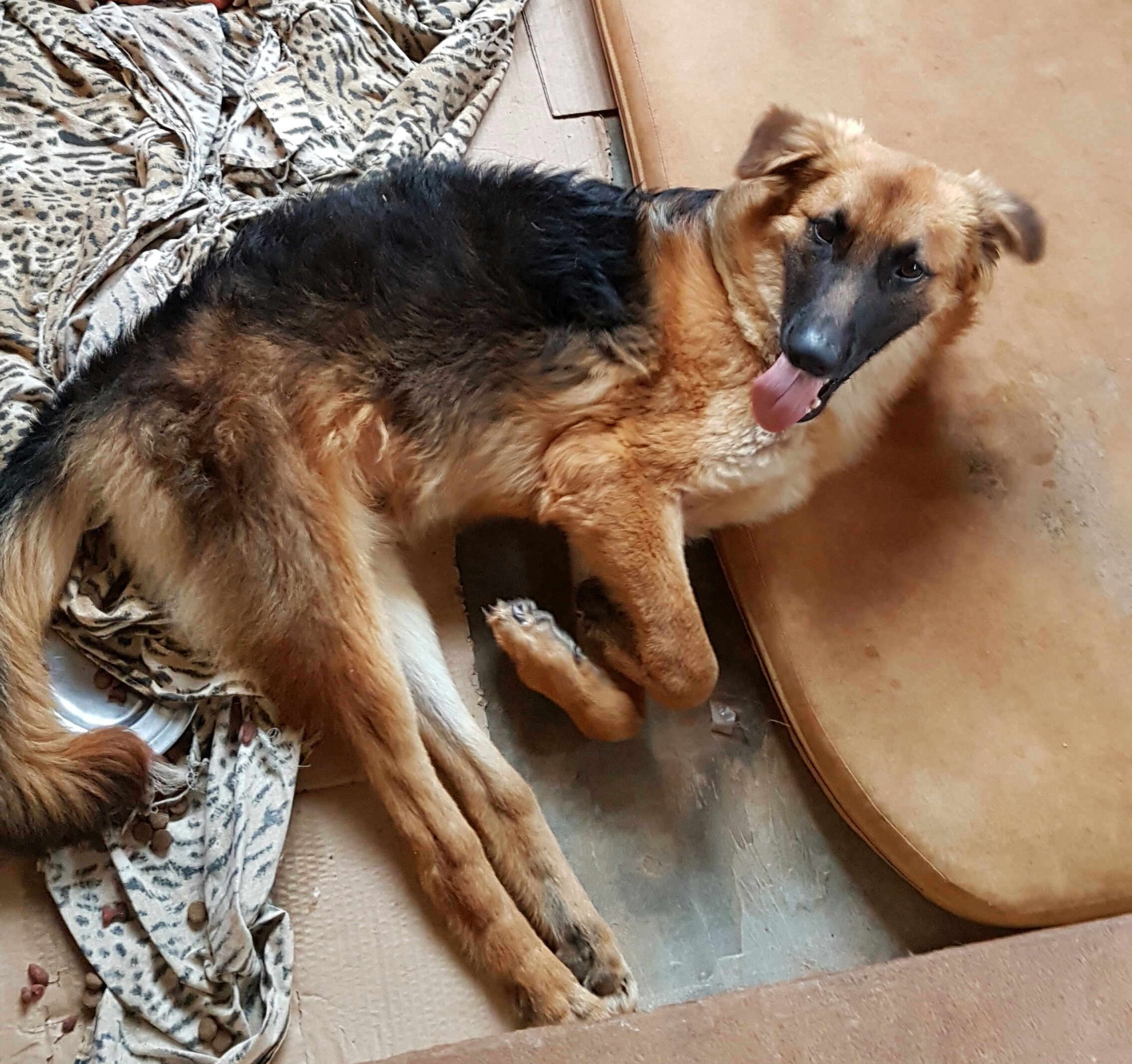 imagem da vaquinha Salve o Urso 