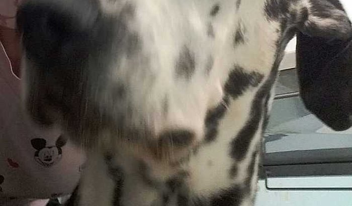 TUDO PELA VIDA DE LORENZO