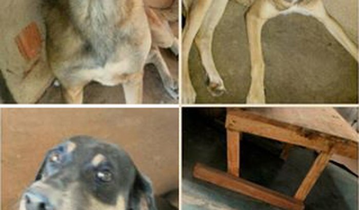 Não quero abandonar meus cachorros