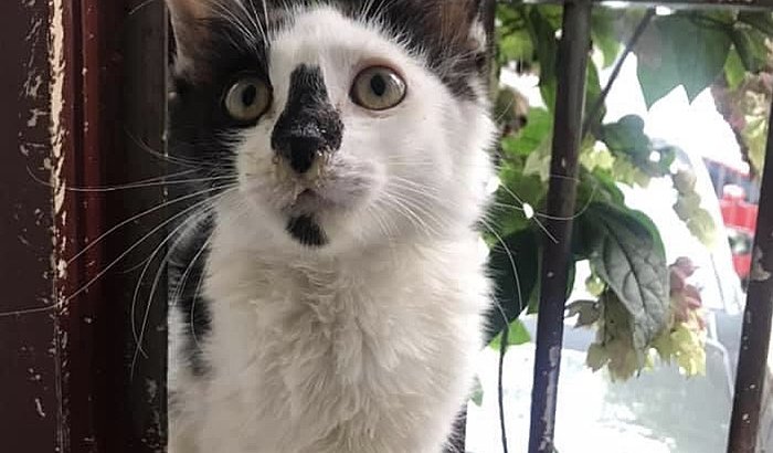 Cirurgia Emergencial Gato Nilo - Hérnia Diafragmática