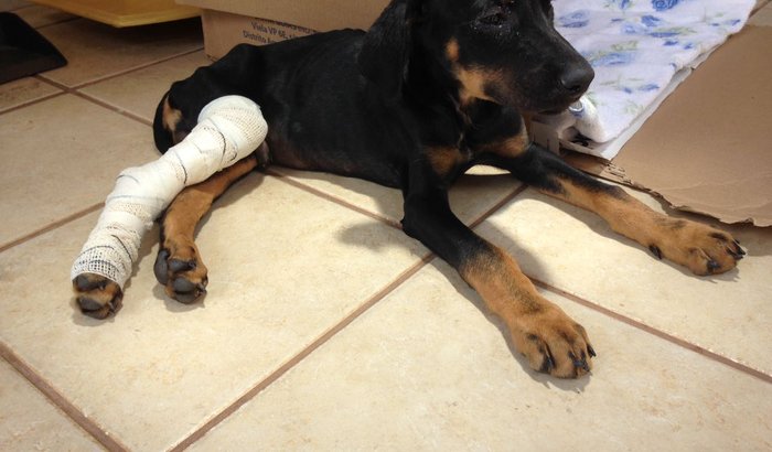 Ajude o Sr. Madruga - Cachorrinho Atropelado