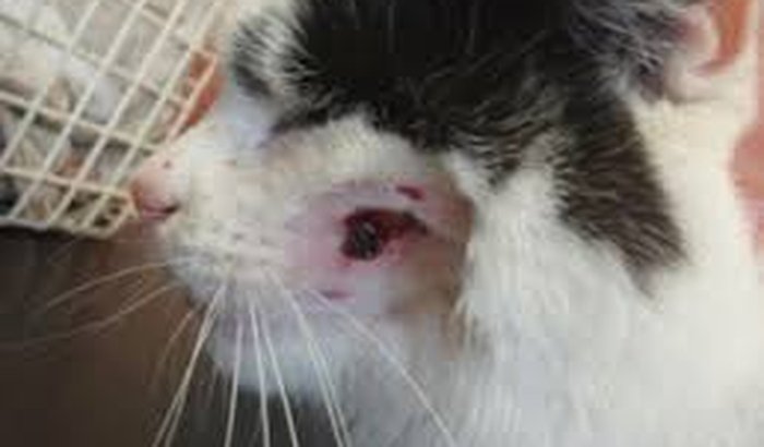 Ajude Meus Gatos