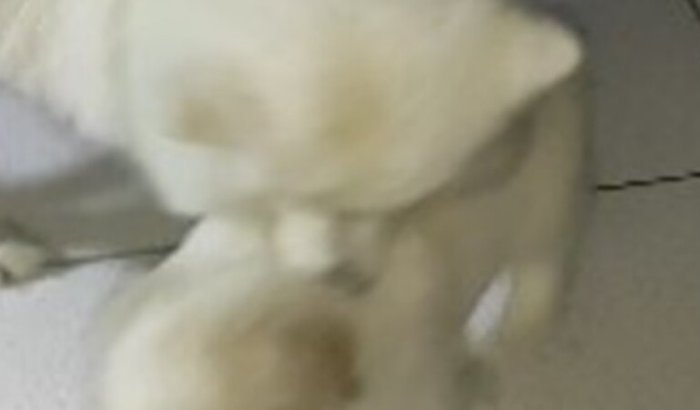 Castração de pets