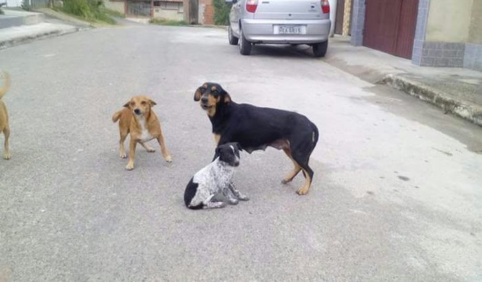 Ajude a Dara a não ter mais filhotes! 