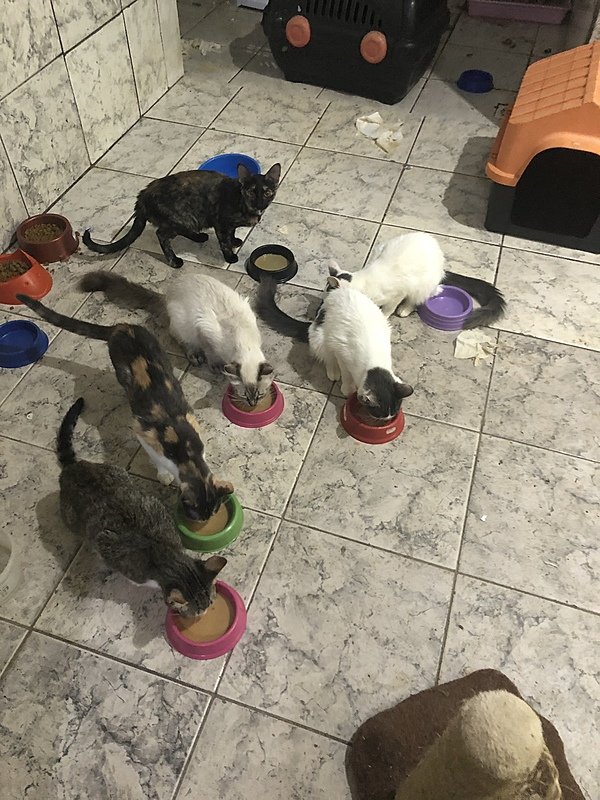 imagem da vaquinha Ajude o abrigo!
