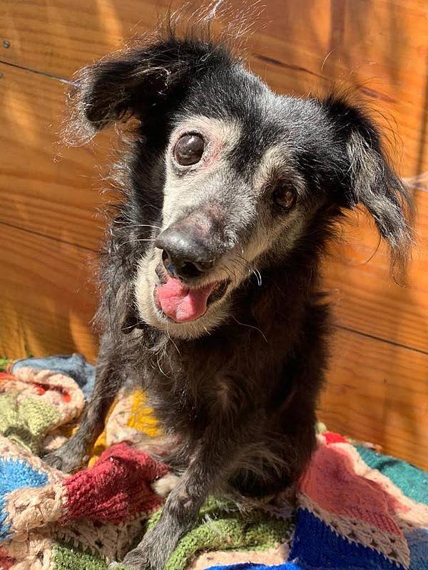 imagem da vaquinha Ajude a custear a cirurgia do Dick!