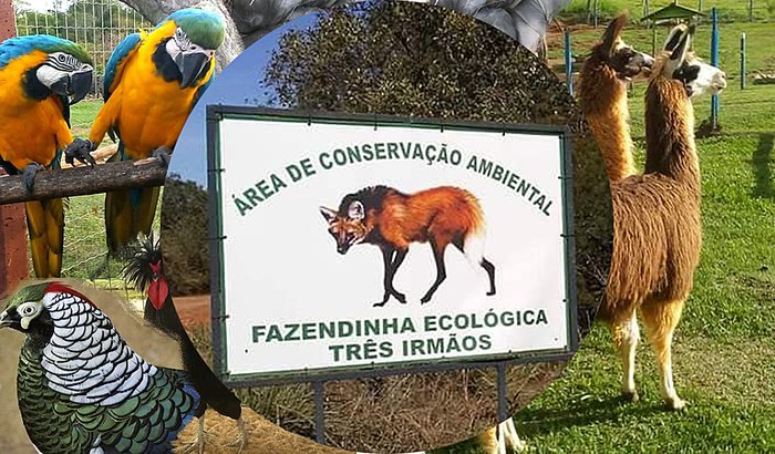 Doação para a Fazendinha Ecológica Três Irmãos