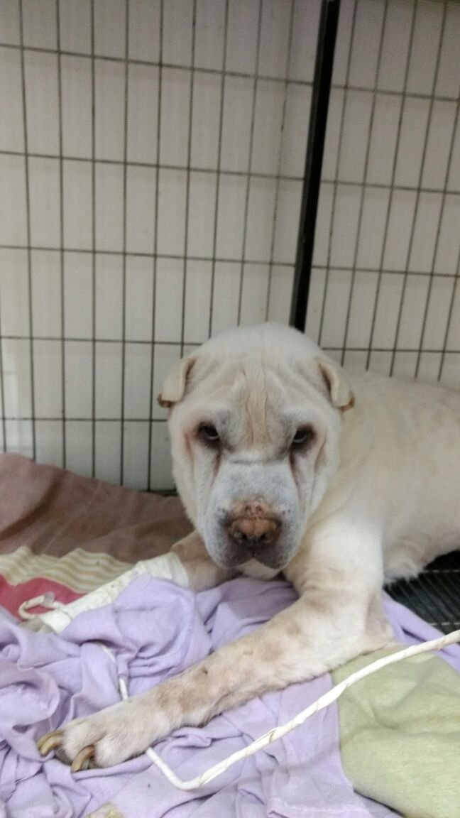 imagem da vaquinha SALVEM O THOR