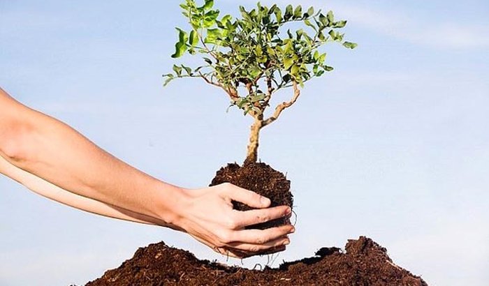 Projeto Verde Vida